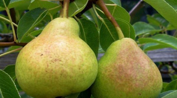 tratamente naturiste perele recomandari terapeutice