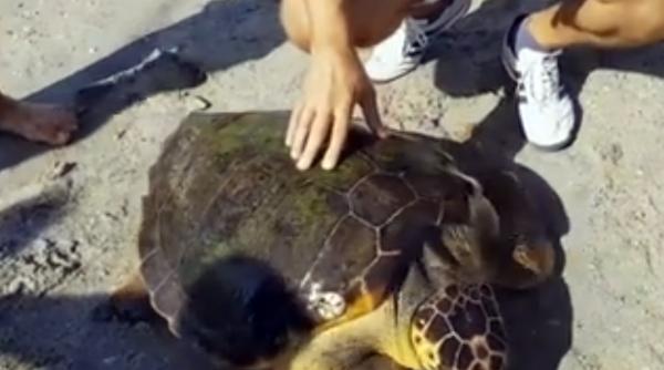 video premiera in romania o testoasa verde de apa a ajuns in marea neagra