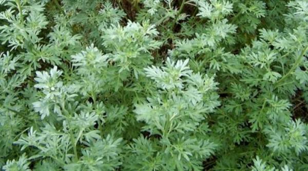 matura raiului planta minune care distruge 98 din celulele canceroase in doar 16 ore