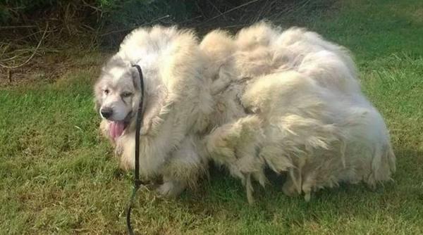 un caine din marea britanie a fost salvat dupa ce a stat inchis intr un hambar timp de 7 ani