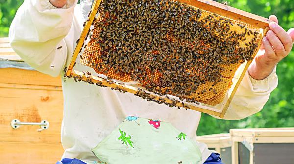 apicultorii vor primi despagubiri de la stat