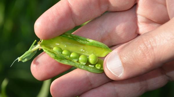 de ce e bine sa mananci mazare ce beneficii aduce inimii tale