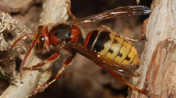 invazie de viespi uriase la targu mures autoritatile locale sunt in alerta