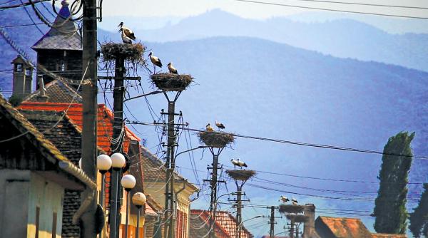 cristian capitala berzelor