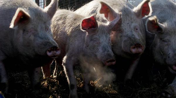 irimescu dupa 70 de ani romania poate sa exporte porci vii un eveniment intr adevar remarcabil