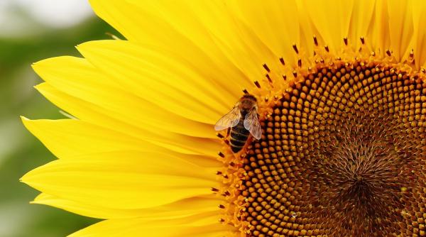 ce seminte ar trebui consumate pentru a te feri de cancer