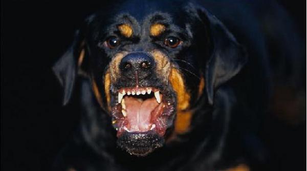craiova un barbat a fost ucis de un caine din rasa rottweiler