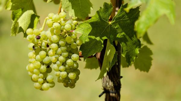 de ce trebuie neaparat sa bei must