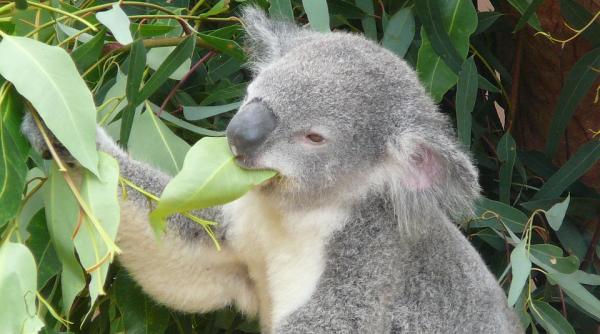 uleiul de eucalipt te ajuta sa scapi de oboseala si de stres