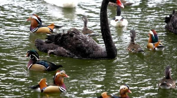 barbat prins in timp ce incerca sa captureze o lebada din herastrau