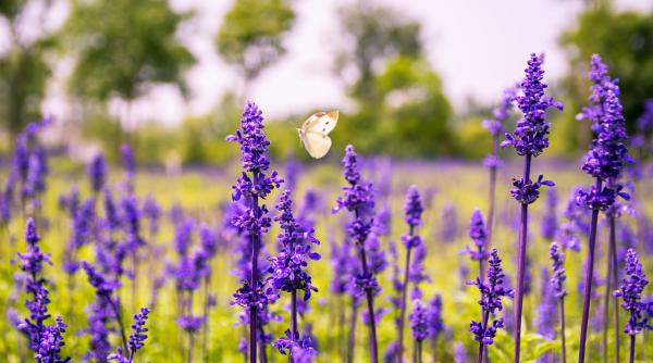 ce poti trata cu salvie