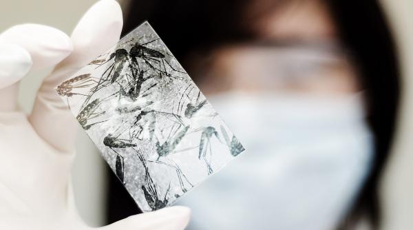 tantarul tigru asiatic a mai ucis un roman 6 decese in total