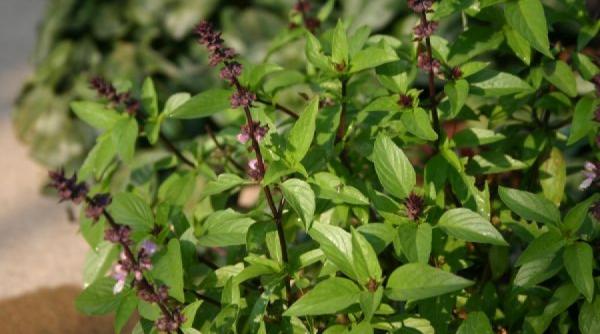 leacuri si credinte busuiocul cum il folosim in practici magice si in medicina