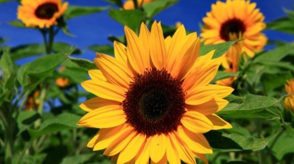 leacuri si credinte floarea soarelui ritualuri si retete vindecatoare