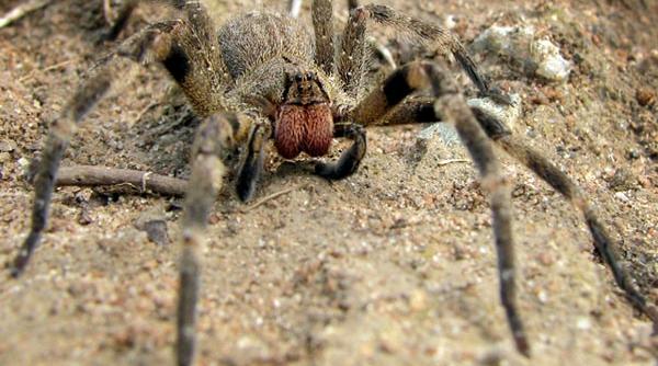 paianjen care provoaca erectie de 4 ore gasit intr un ciorchine de banane