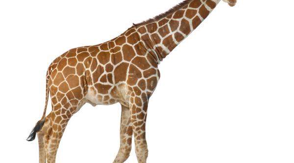 girafele patru specii diferite