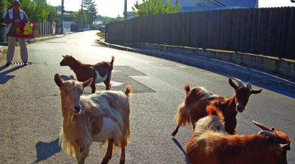 satul din inima orasului