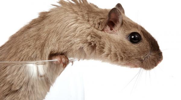 au fost decernate pseudopremiile nobel pentru cele mai absurde cercetari