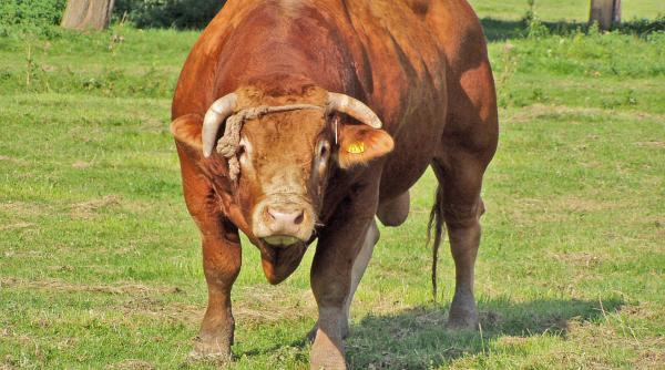 un cioban a fost omorat de un taur
