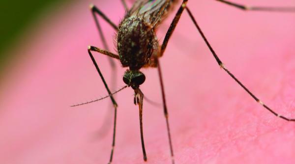 opt romani au murit infectati cu west nile