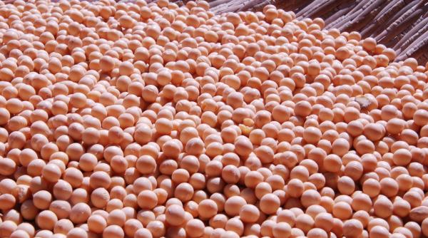 de ce trebuie sa mananci soia