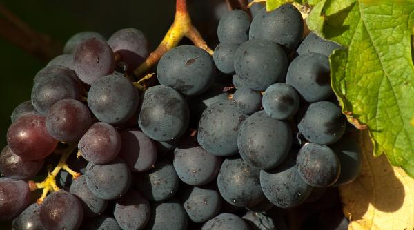 greseli pe care le faci atunci cand consumi struguri