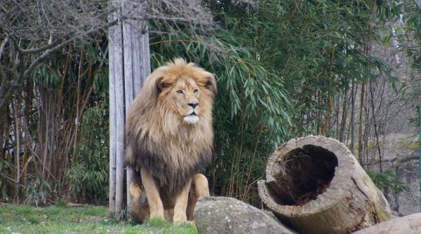 un leu scapat din perimetrul sau la gradina zoologica din leipzig a fost impuscat