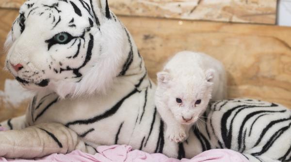un pui de leu alb s a nascut intr o gradina zoologica din ungaria