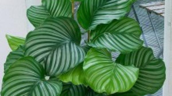 12 plante care supravietuiesc si in cele mai intunecate locuri ale camerei