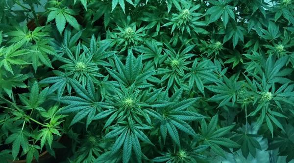 un barbat care cultiva canabis a fost retinut de diicot