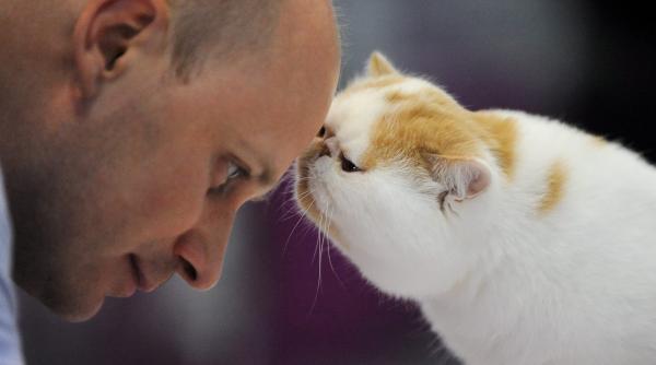 sofisticat 2016 concursul celor mai frumoase pisici galerie foto