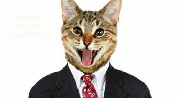 facebook ia masuri din ce in ce mai absurde mii de conturi dezactivate din cauza unei poze cu pisici