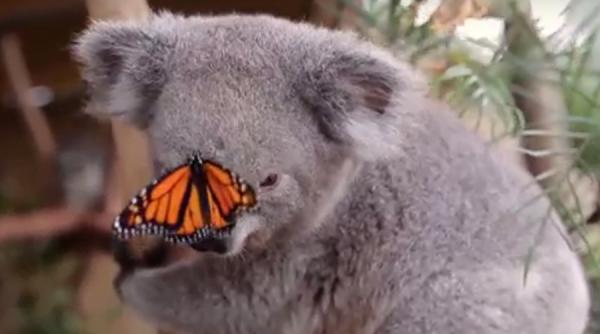 un video cu un koala si un fluture multicolor viral pe internet