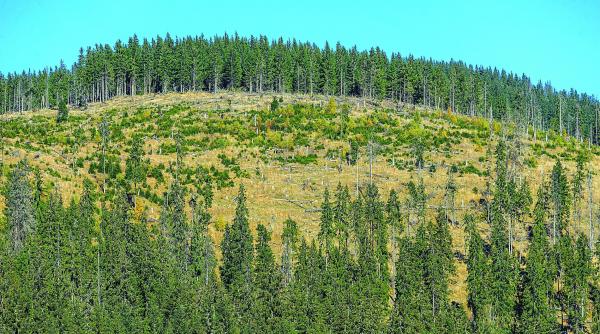 incredibil defrisarea padurilor este o problema artificiala