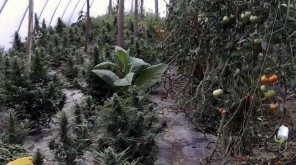 video printre rosii si castraveti un oradean cultiva si canabis procurorii diicot au confiscat 155 kg de drog