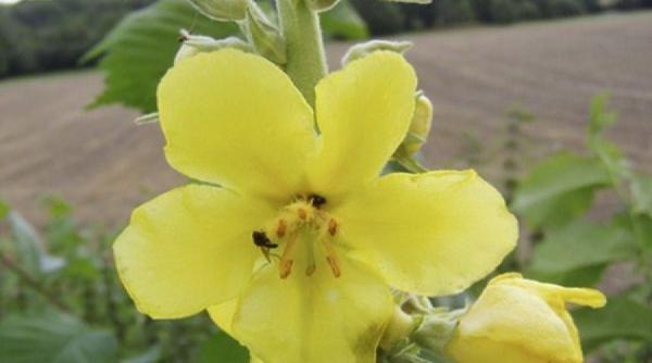 leacuri si credinte coada vacii sau lumanarica tiparire email