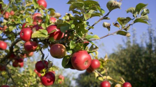 sfaturi pentru agricultori ingrijirea pomilor si arbustilor fructiferi in lunile de toamna