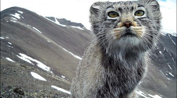 o specie rara de pisici salbatice va primi o rezervatie in siberia