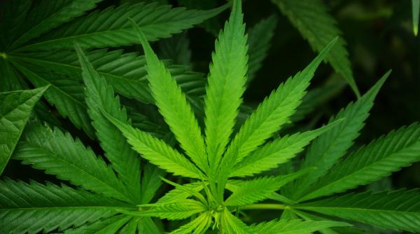 sibiu politistii au confiscat aproape 100 kilograme de canabis de la trei suspecti de trafic de droguri