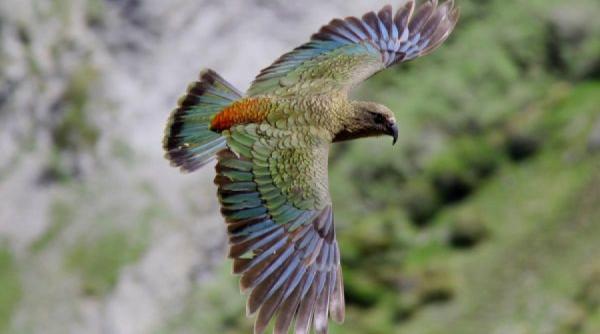 superlativele mapamondului video kea singurul papagal alpin din lume