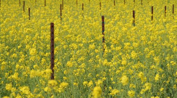 cum sa tii departe raceala folosind mustarul