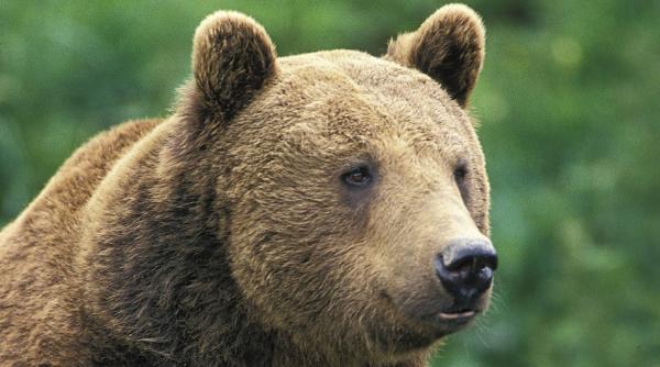 un urs care se plimba pe strazile din sibiu a fost impuscat