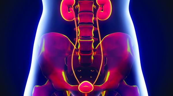 cele doua magazii ale organismului