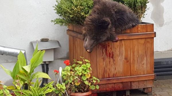 dupa uciderea puiului de urs prefectul sibiului promite crearea unei proceduri clare privind animalele salbatice ratacite prin oras