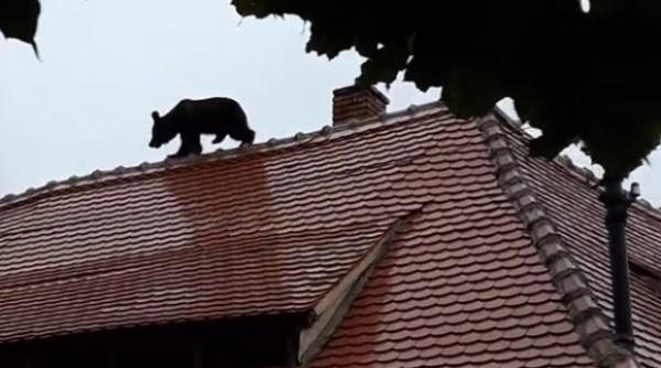 ministrul mediului cere anchetarea modului in care s a intervenit in cazul ursului ucis la sibiu