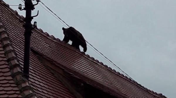 ipj sibiu politia va include in ancheta ursului impuscat imagini suprinse de o camera de supraveghere
