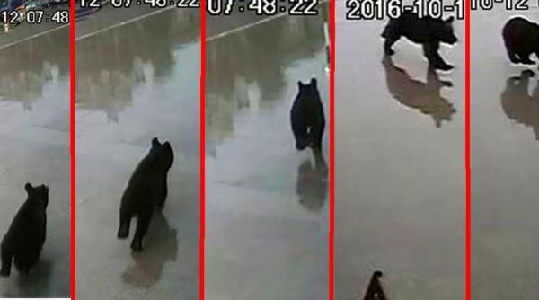 seful politiei din sibiu contrazice afirmatiile ministrului de interne