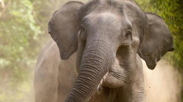 un elefant a salvat un om de la inec ce s a intamplat de fapt