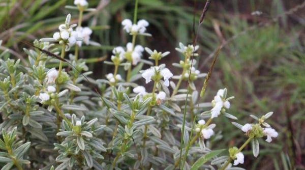tratamente naturiste cele mai eficiente 12 plante care te vindeca la domiciliu