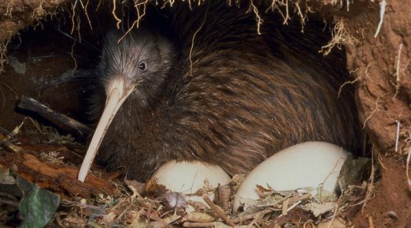 un pui de kiwi a fost salvat dupa ce oul in care se afla a fost reparat cu banda izolatoare